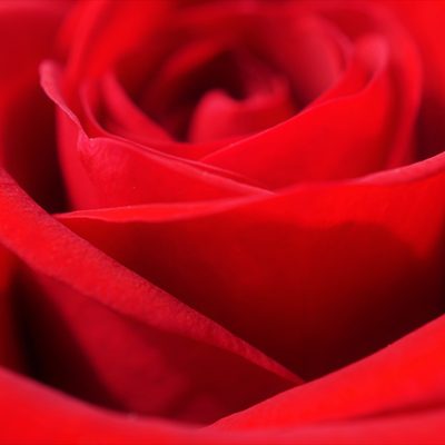 Rose rouge
